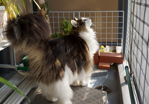 f:id:kazuhiro0214:20190605093510j:plain