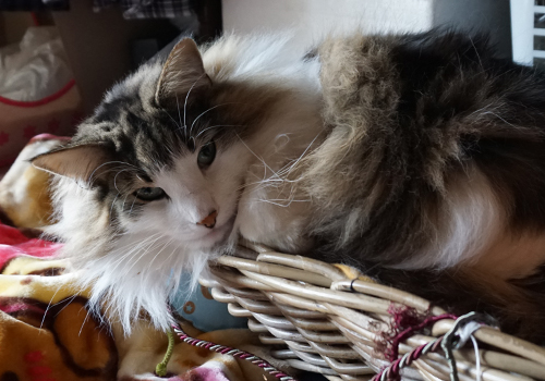 f:id:kazuhiro0214:20190605093841j:plain