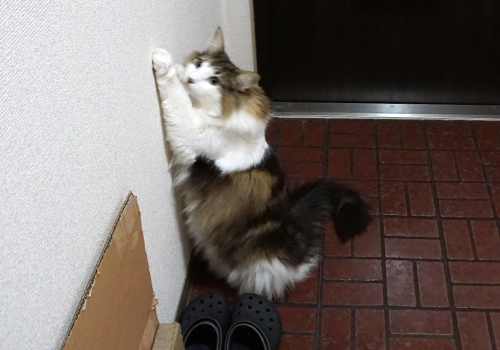 f:id:kazuhiro0214:20190605093917j:plain