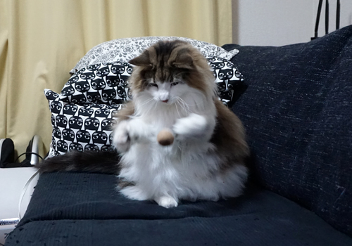 f:id:kazuhiro0214:20190605094105j:plain