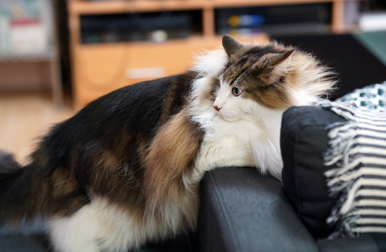 f:id:kazuhiro0214:20190614092200p:plain f:id:kazuhiro0214:20190614092200p:plain