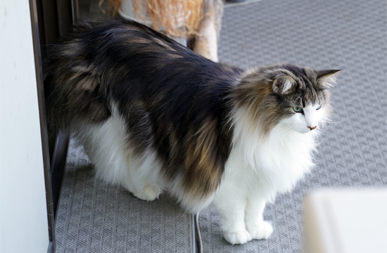 f:id:kazuhiro0214:20190618102233p:plain