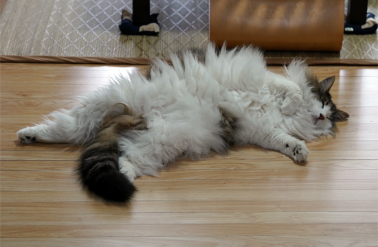 f:id:kazuhiro0214:20190618102436p:plain