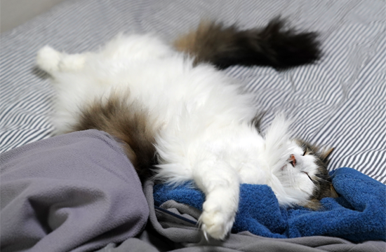 f:id:kazuhiro0214:20190618102516p:plain