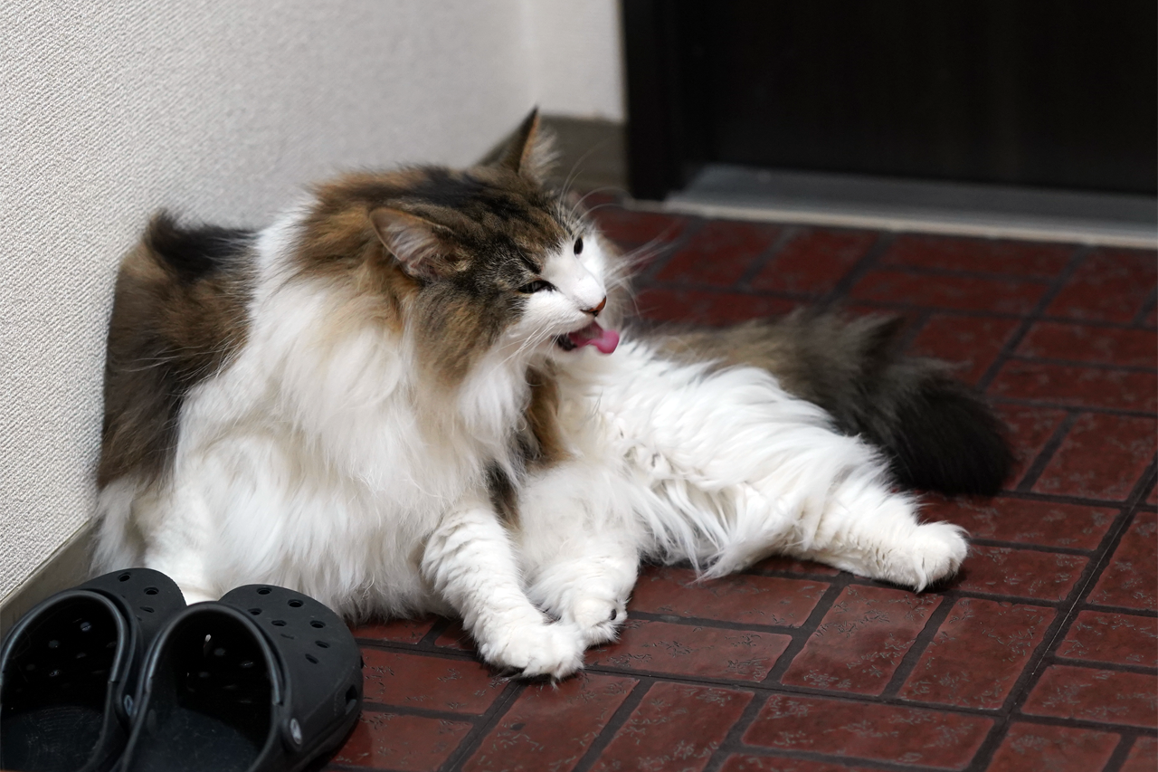 f:id:kazuhiro0214:20190702085832p:plain