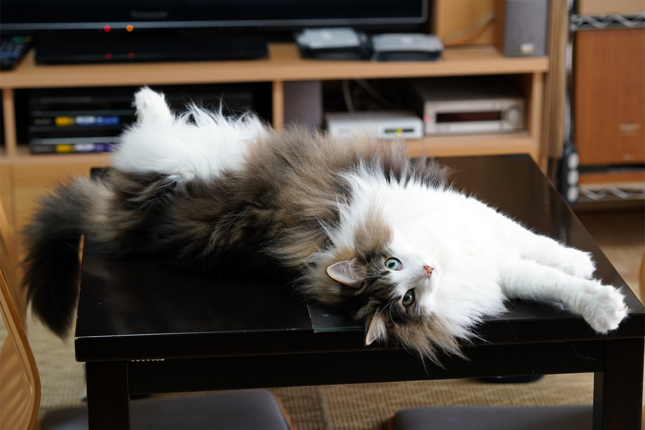 f:id:kazuhiro0214:20190702085933p:plain