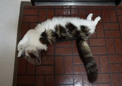f:id:kazuhiro0214:20190704080856j:plain
