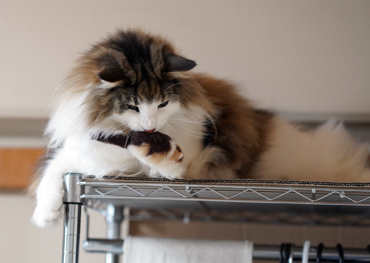 f:id:kazuhiro0214:20190706194051p:plain