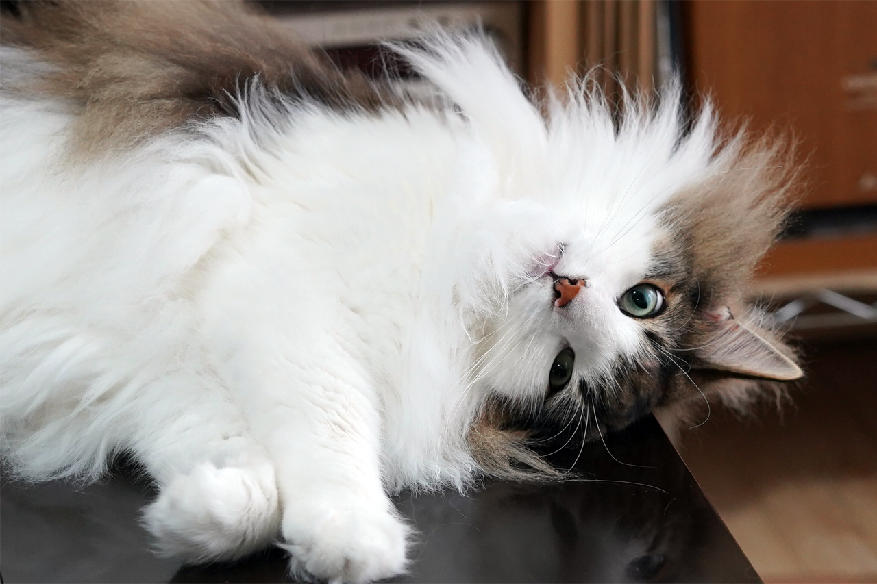 f:id:kazuhiro0214:20190717080247p:plain