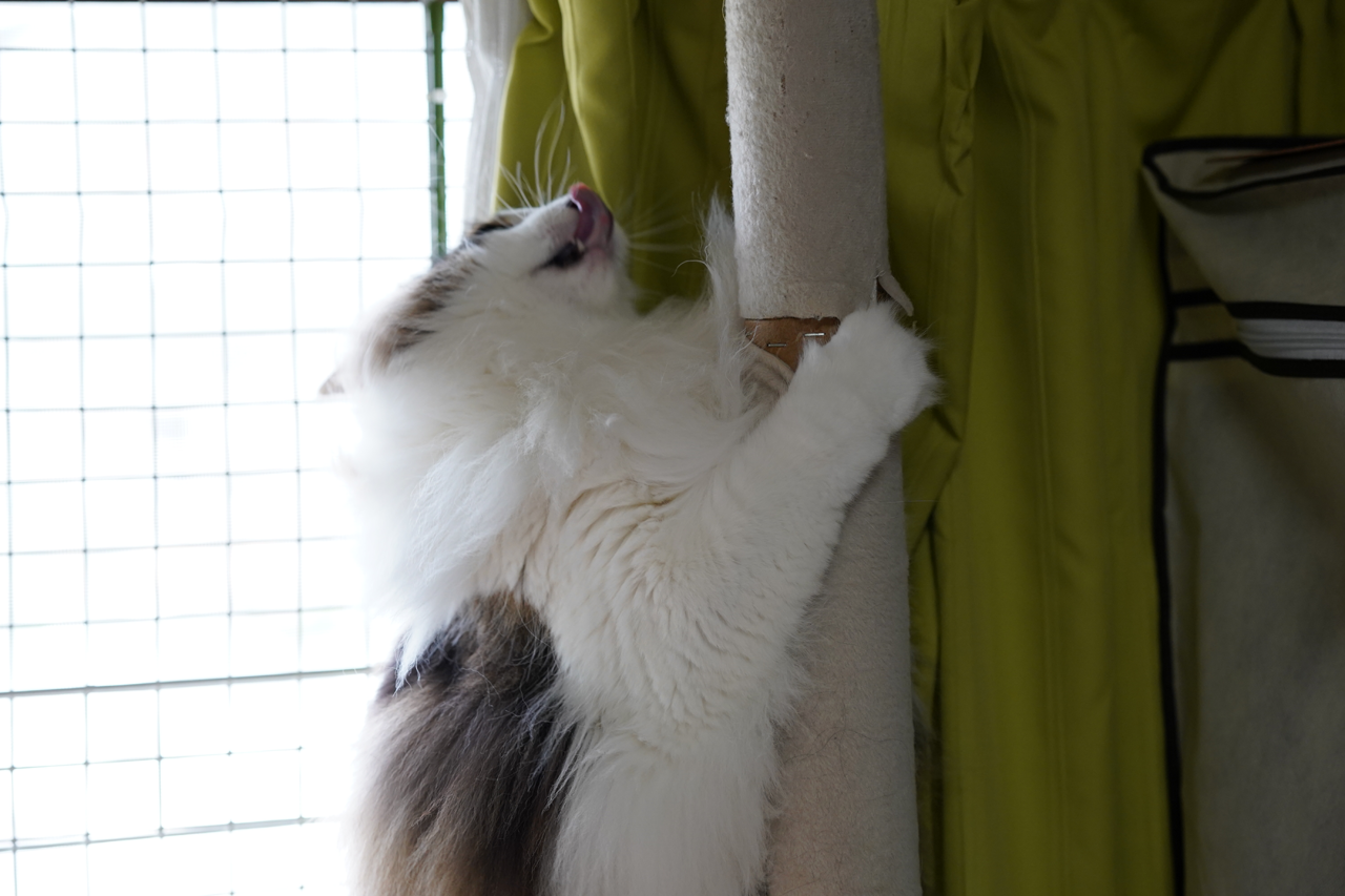 f:id:kazuhiro0214:20190723082549p:plain