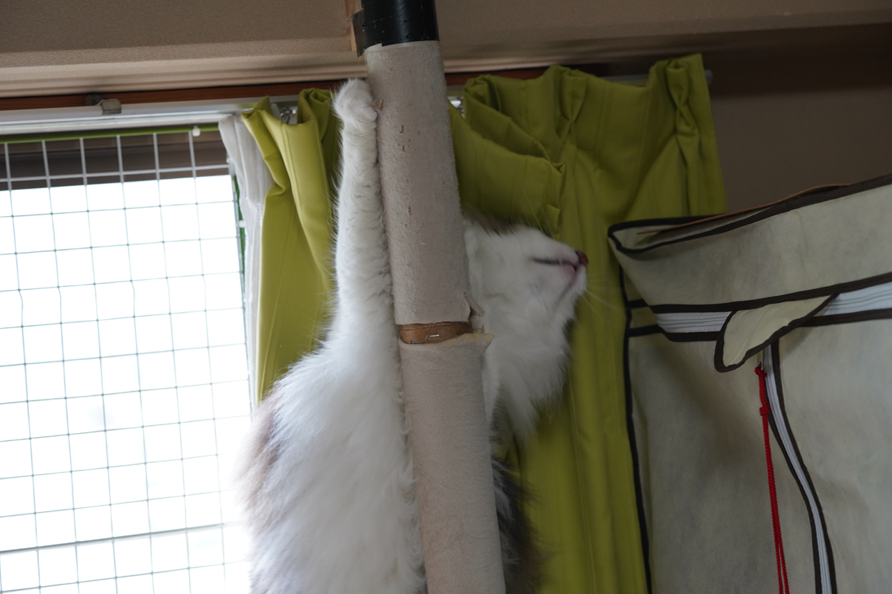 f:id:kazuhiro0214:20190723082714p:plain