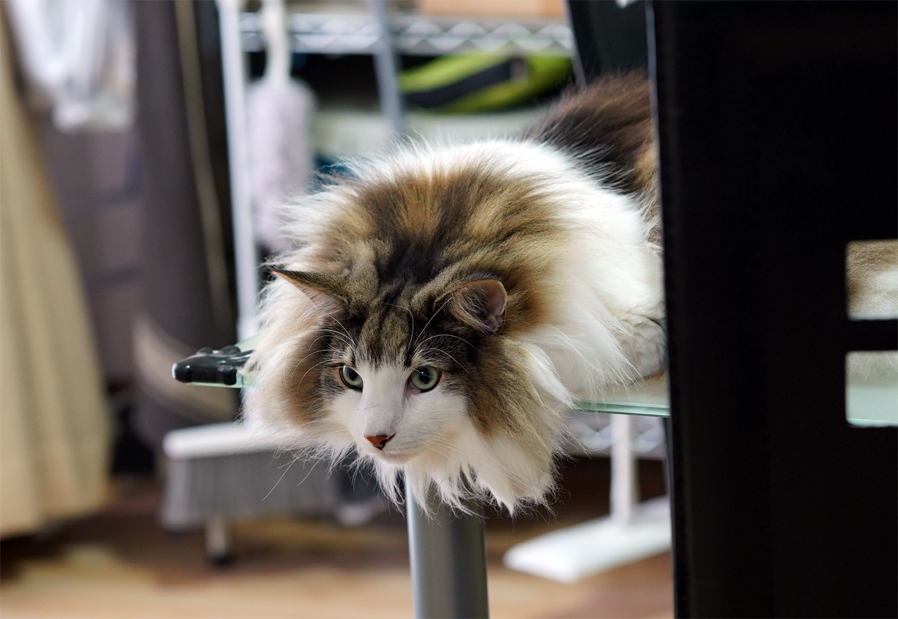 f:id:kazuhiro0214:20190723082856p:plain