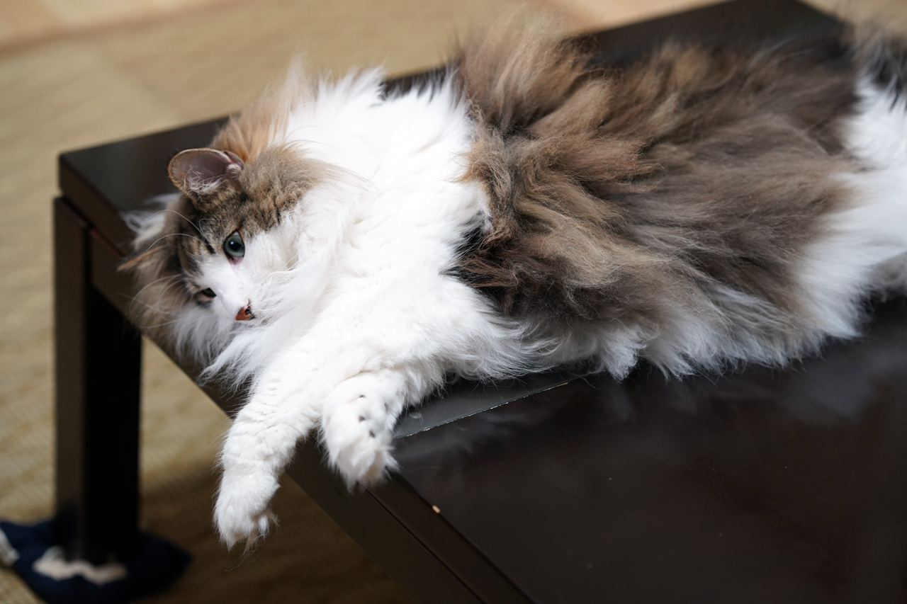 f:id:kazuhiro0214:20190723082924p:plain