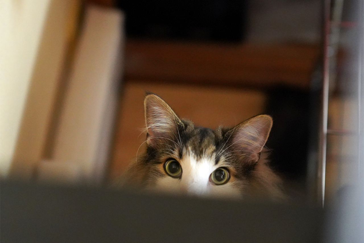 f:id:kazuhiro0214:20190725084055p:plain f:id:kazuhiro0214:20190725084055p:plain