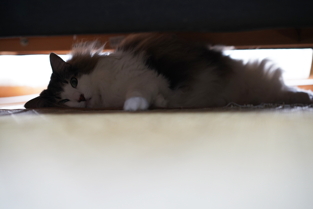 f:id:kazuhiro0214:20190725084356p:plain f:id:kazuhiro0214:20190725084356p:plain