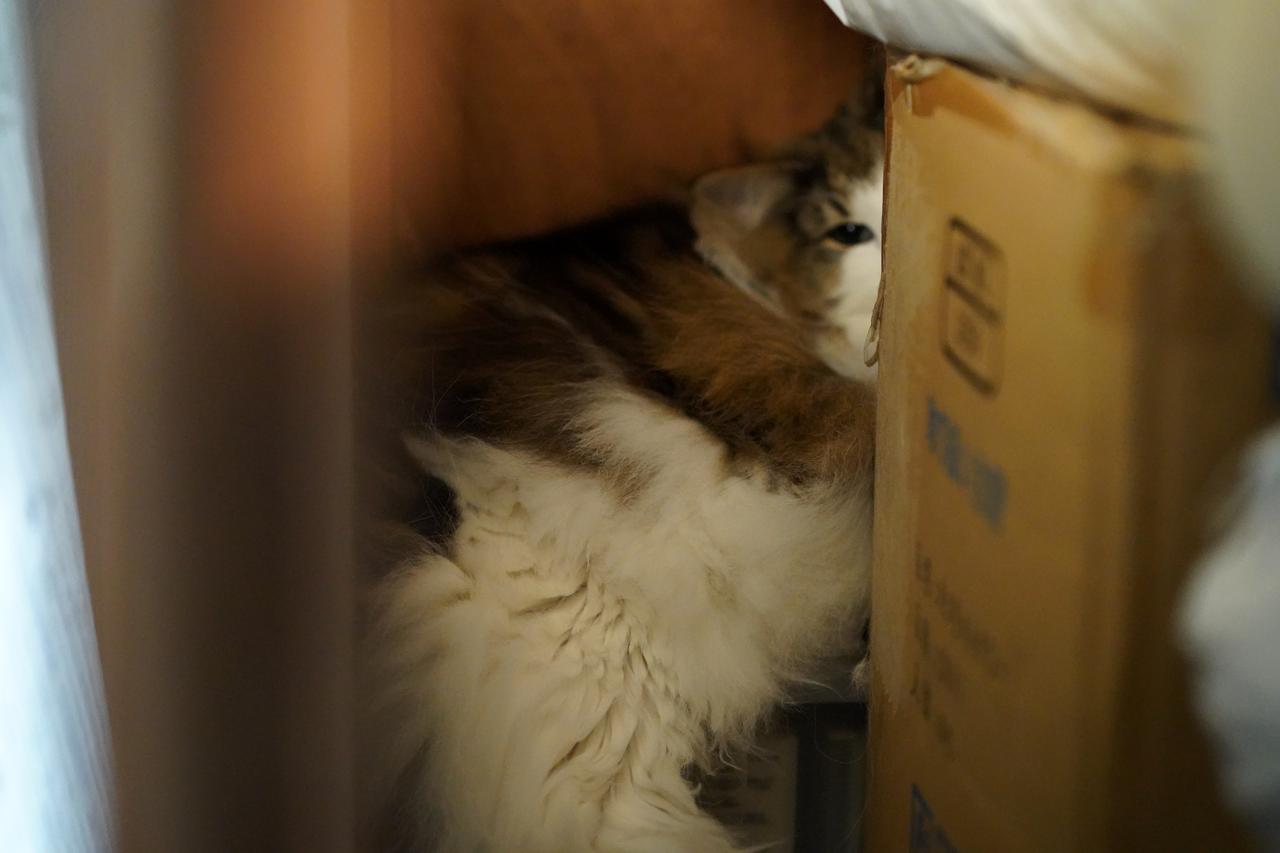 f:id:kazuhiro0214:20190725084521p:plain f:id:kazuhiro0214:20190725084521p:plain