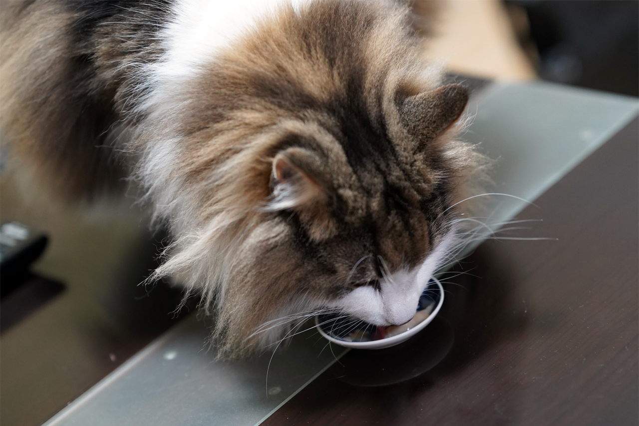 f:id:kazuhiro0214:20190725084658p:plain f:id:kazuhiro0214:20190725084658p:plain