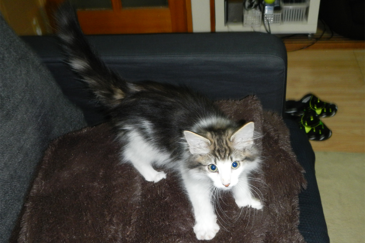 f:id:kazuhiro0214:20190803093808p:plain