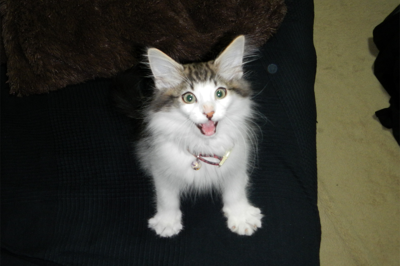 f:id:kazuhiro0214:20190803093840p:plain