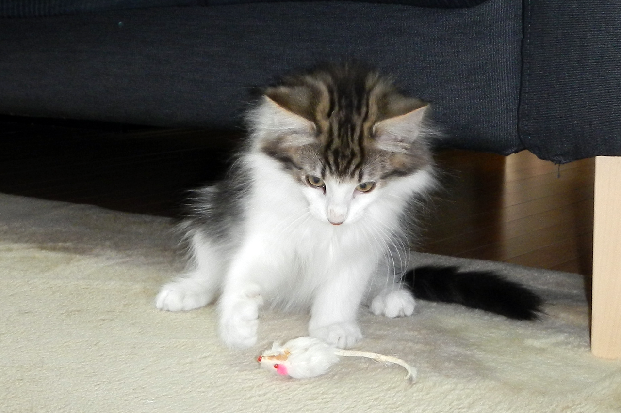 f:id:kazuhiro0214:20190803093905p:plain