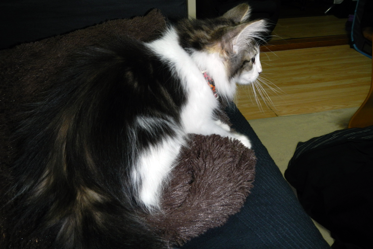 f:id:kazuhiro0214:20190803093928p:plain