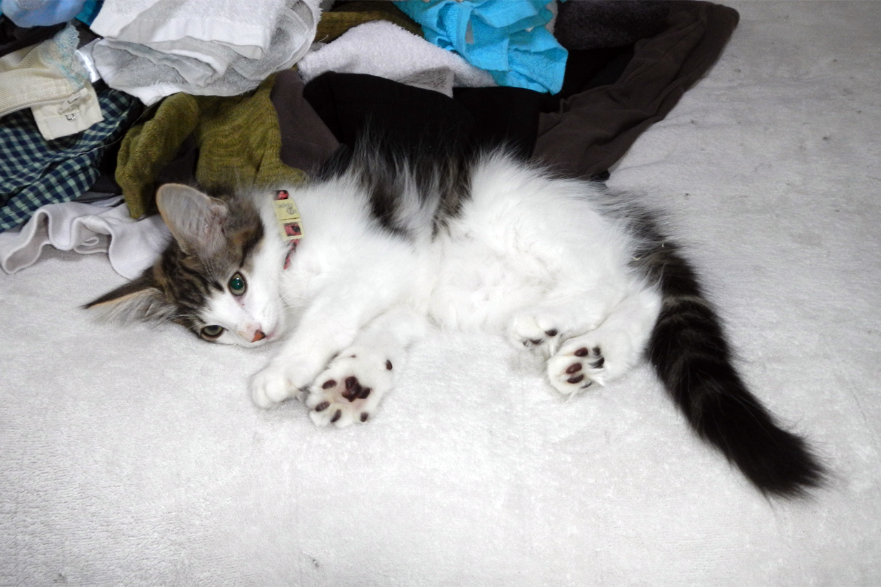 f:id:kazuhiro0214:20190803094008p:plain