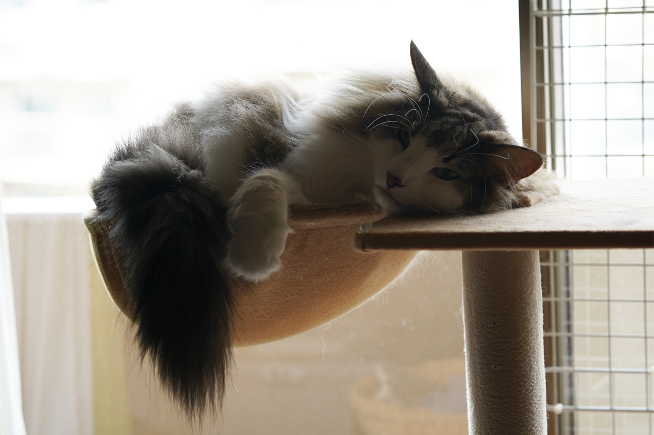 f:id:kazuhiro0214:20190806081035p:plain