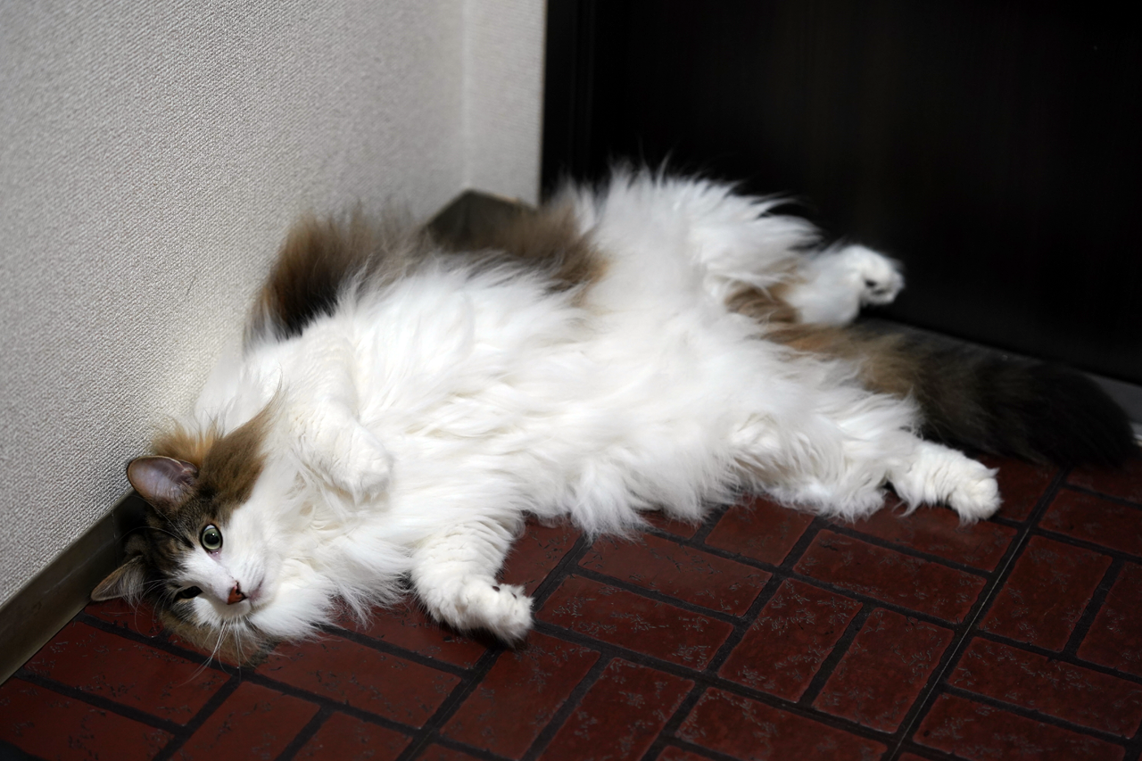 f:id:kazuhiro0214:20190822093337p:plain