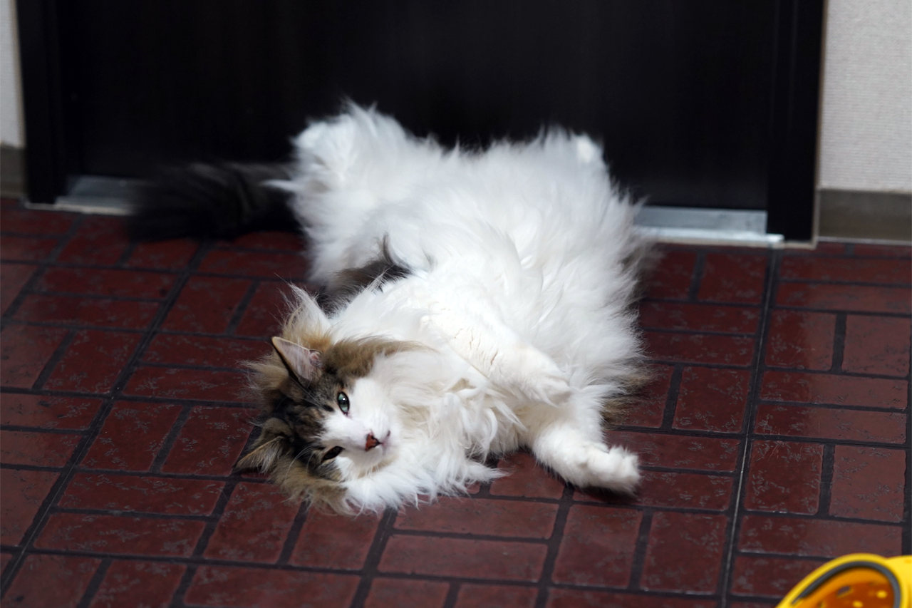 f:id:kazuhiro0214:20190822093423p:plain