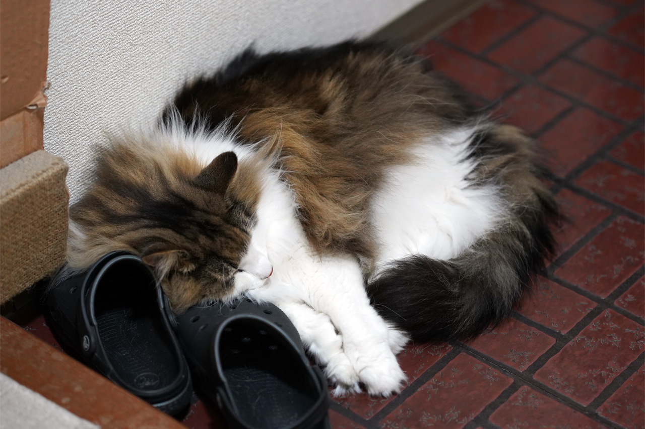 f:id:kazuhiro0214:20190822093449p:plain