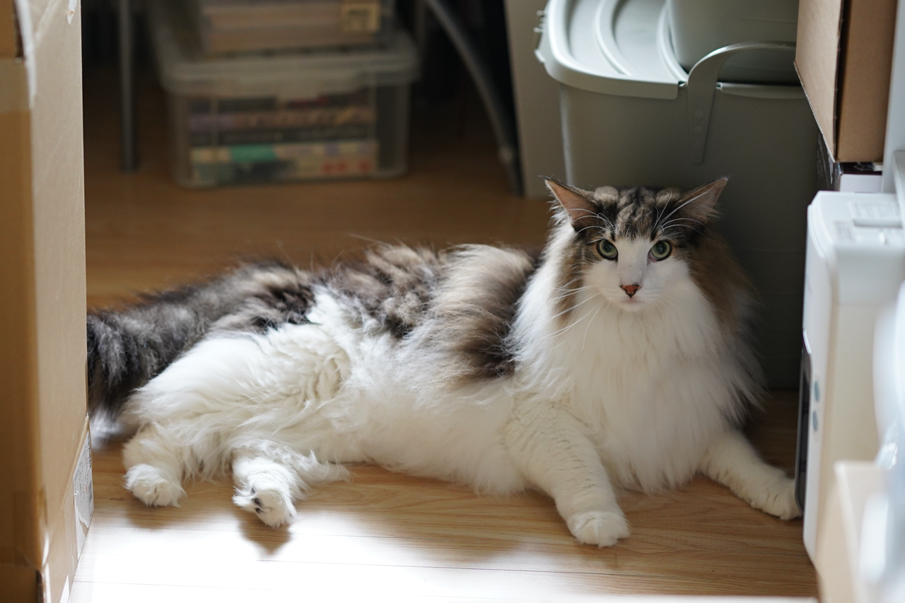 f:id:kazuhiro0214:20190905081354p:plain