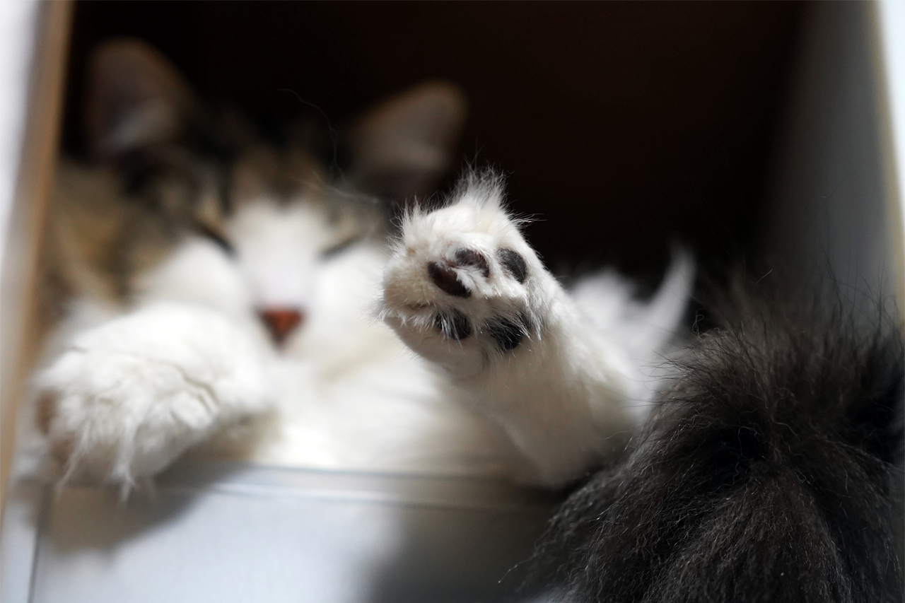 f:id:kazuhiro0214:20190910080632p:plain