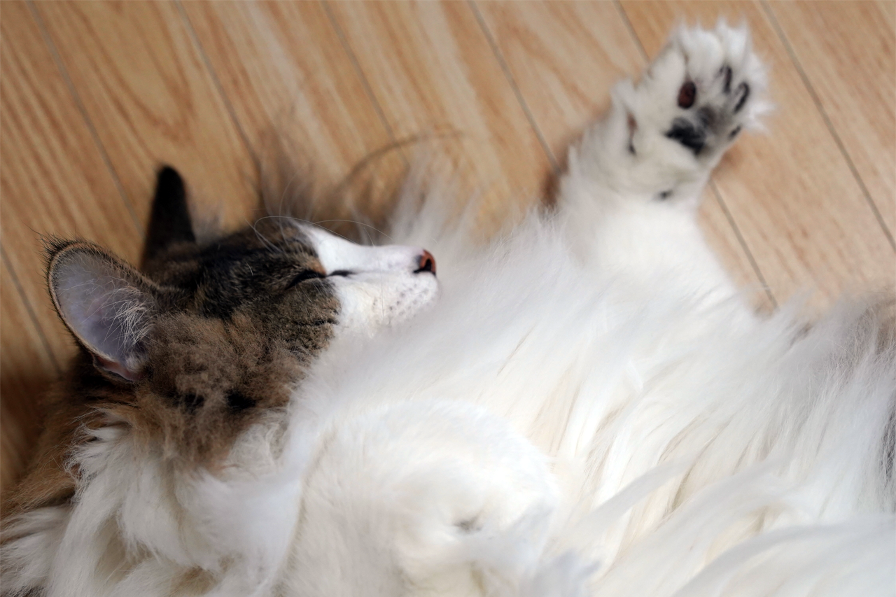 f:id:kazuhiro0214:20190910080716p:plain