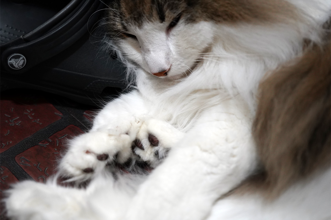 f:id:kazuhiro0214:20190910080818p:plain