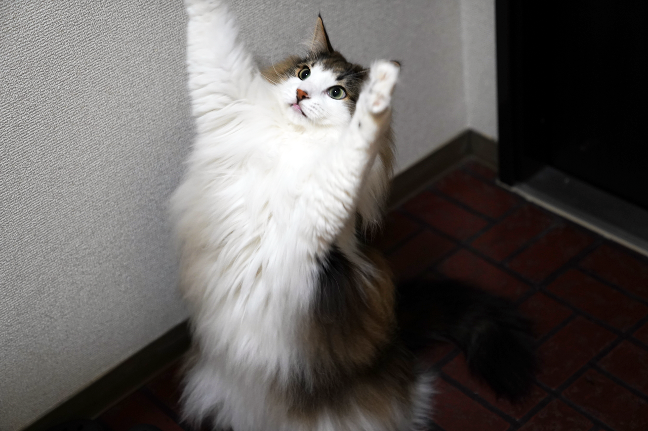 f:id:kazuhiro0214:20190913080632p:plain