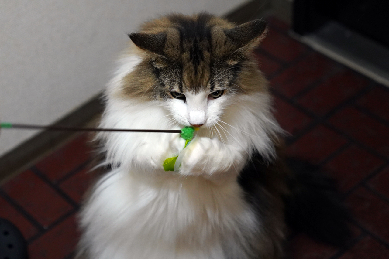 f:id:kazuhiro0214:20190913080702p:plain