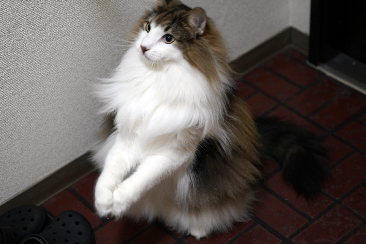 f:id:kazuhiro0214:20190913080829p:plain