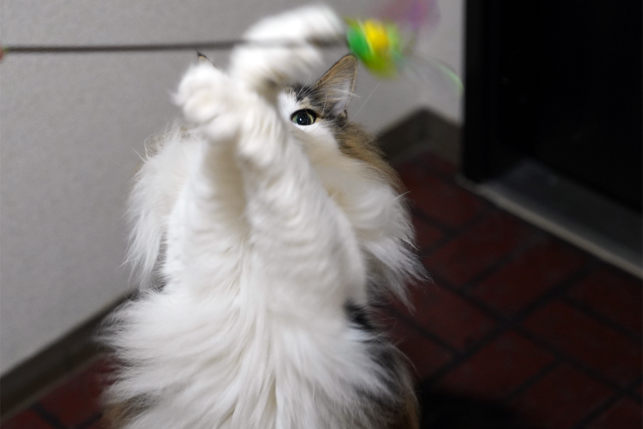 f:id:kazuhiro0214:20190913080909p:plain