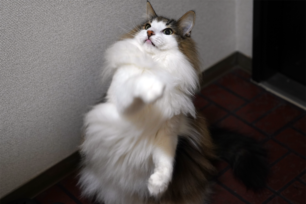 f:id:kazuhiro0214:20190913080936p:plain