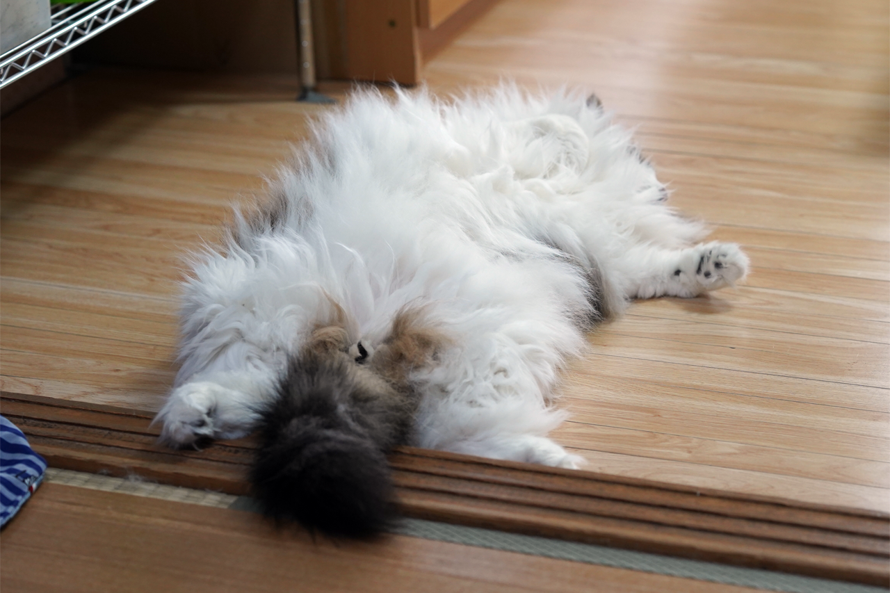 f:id:kazuhiro0214:20190913081001p:plain
