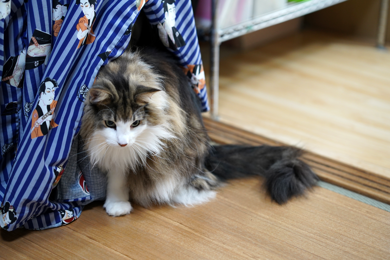 f:id:kazuhiro0214:20190921214859p:plain