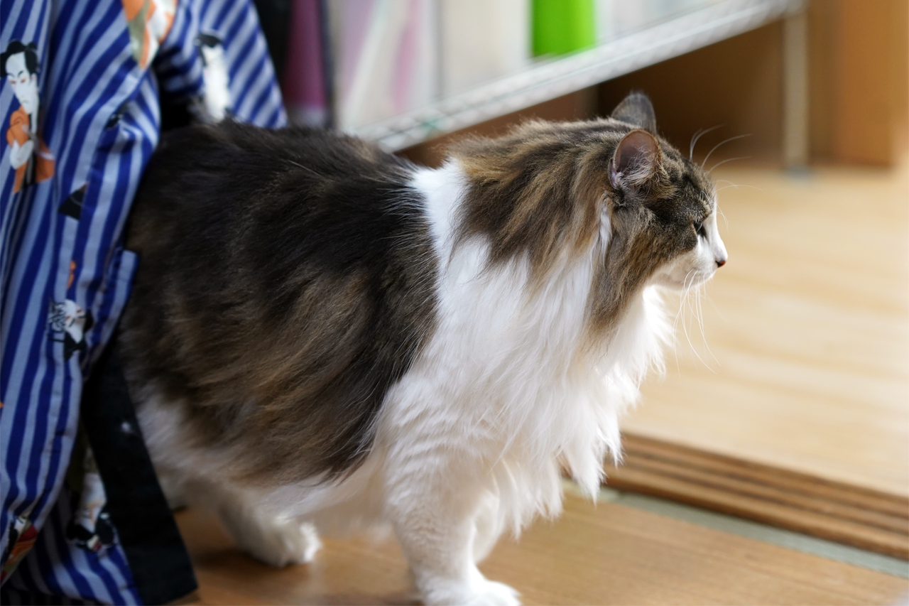f:id:kazuhiro0214:20190921214926p:plain