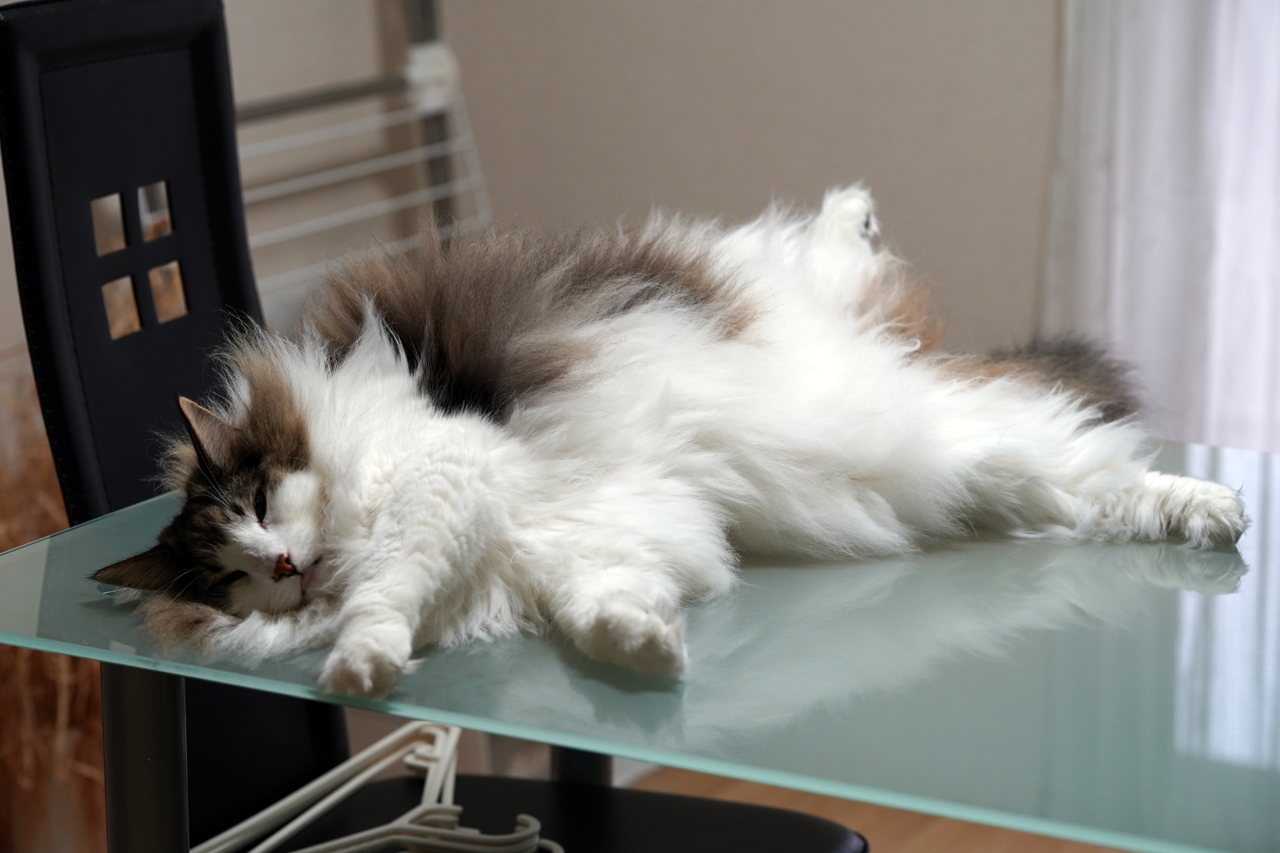 f:id:kazuhiro0214:20191008080257p:plain