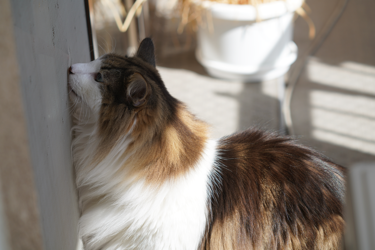 f:id:kazuhiro0214:20191010081041p:plain