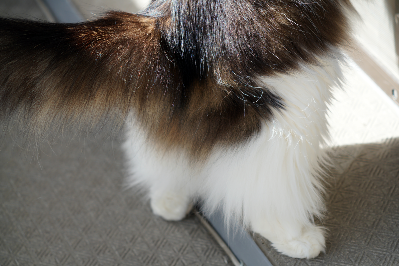 f:id:kazuhiro0214:20191010081144p:plain