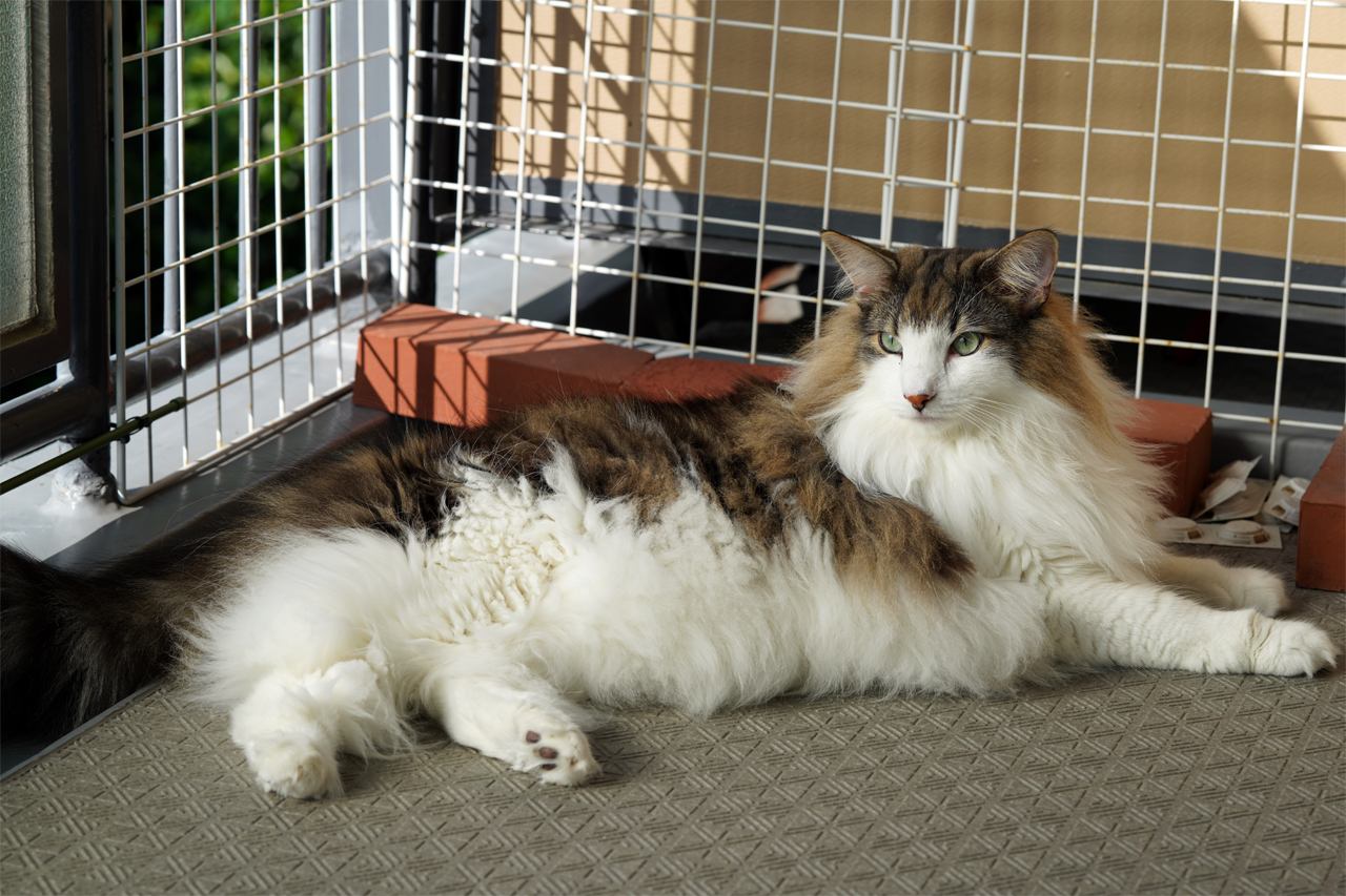 f:id:kazuhiro0214:20191022083919p:plain f:id:kazuhiro0214:20191022083919p:plain