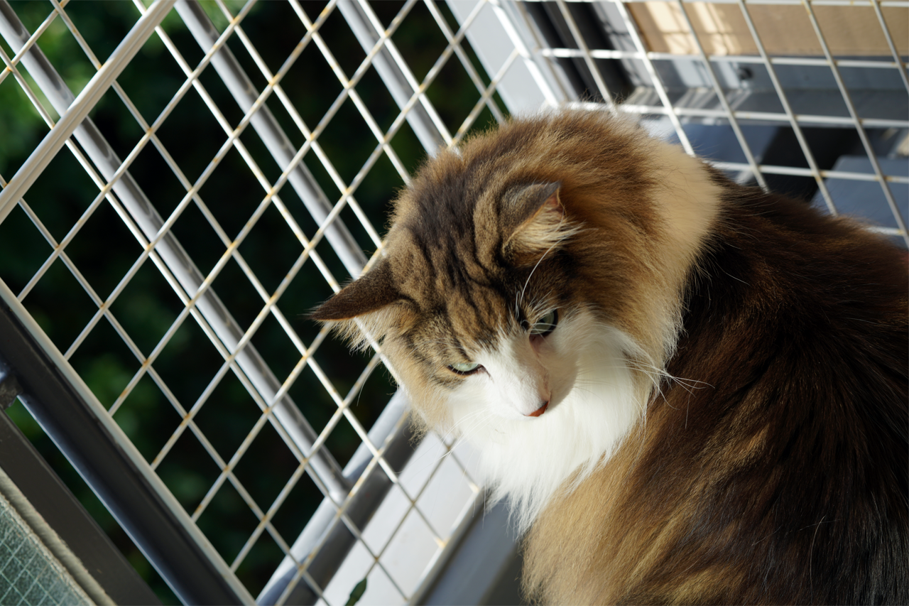 f:id:kazuhiro0214:20191022083937p:plain f:id:kazuhiro0214:20191022083937p:plain