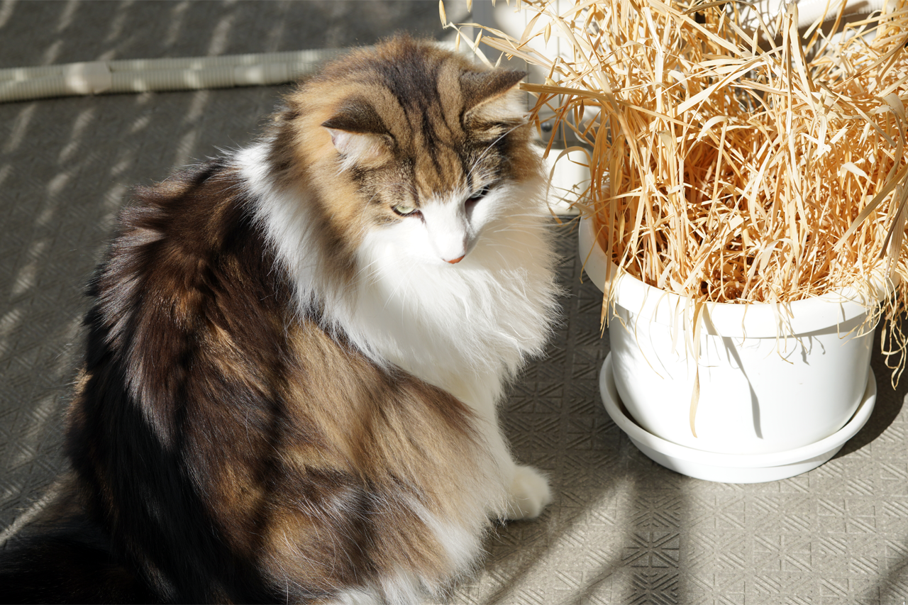 f:id:kazuhiro0214:20191022084025p:plain f:id:kazuhiro0214:20191022084025p:plain