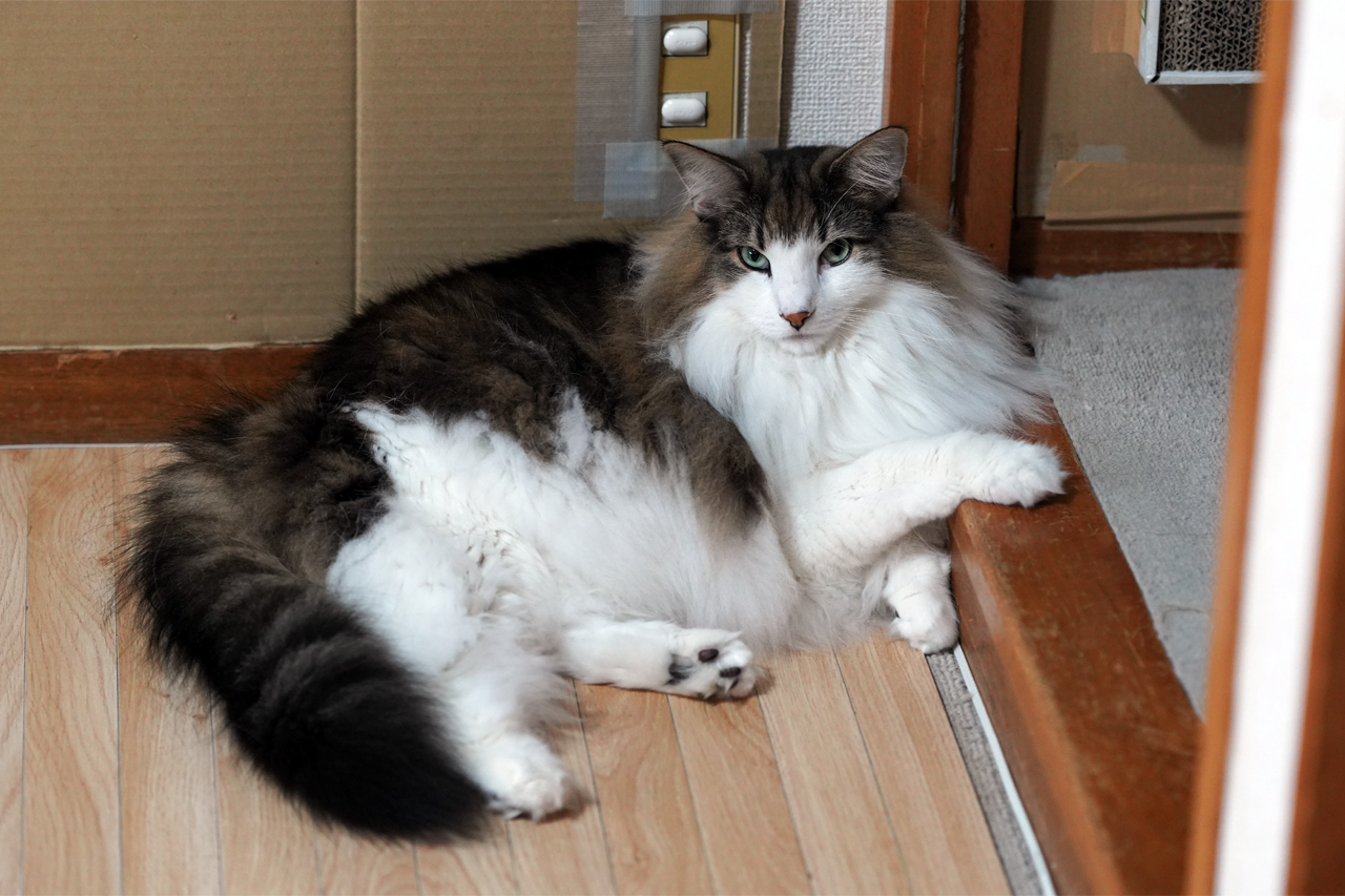 f:id:kazuhiro0214:20191025081021p:plain