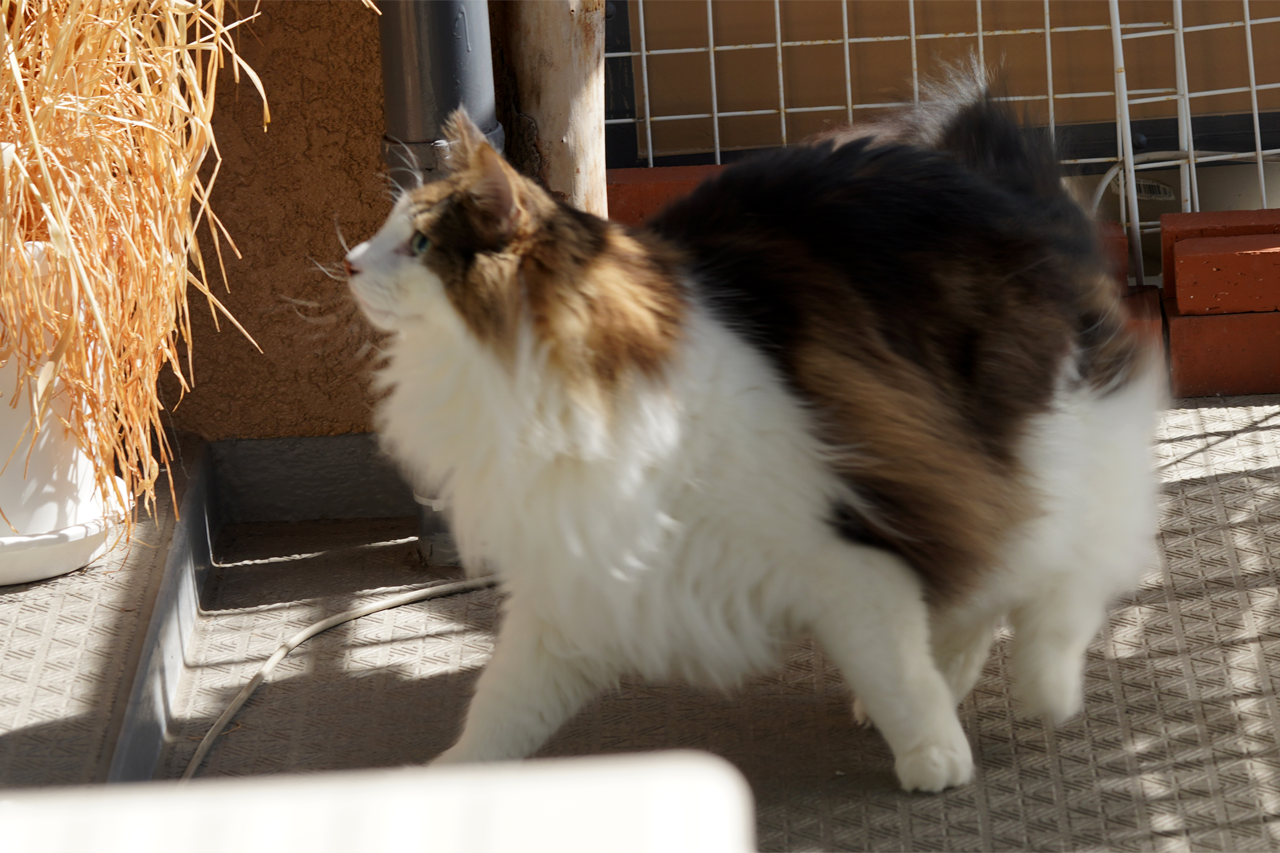 f:id:kazuhiro0214:20191025081353p:plain